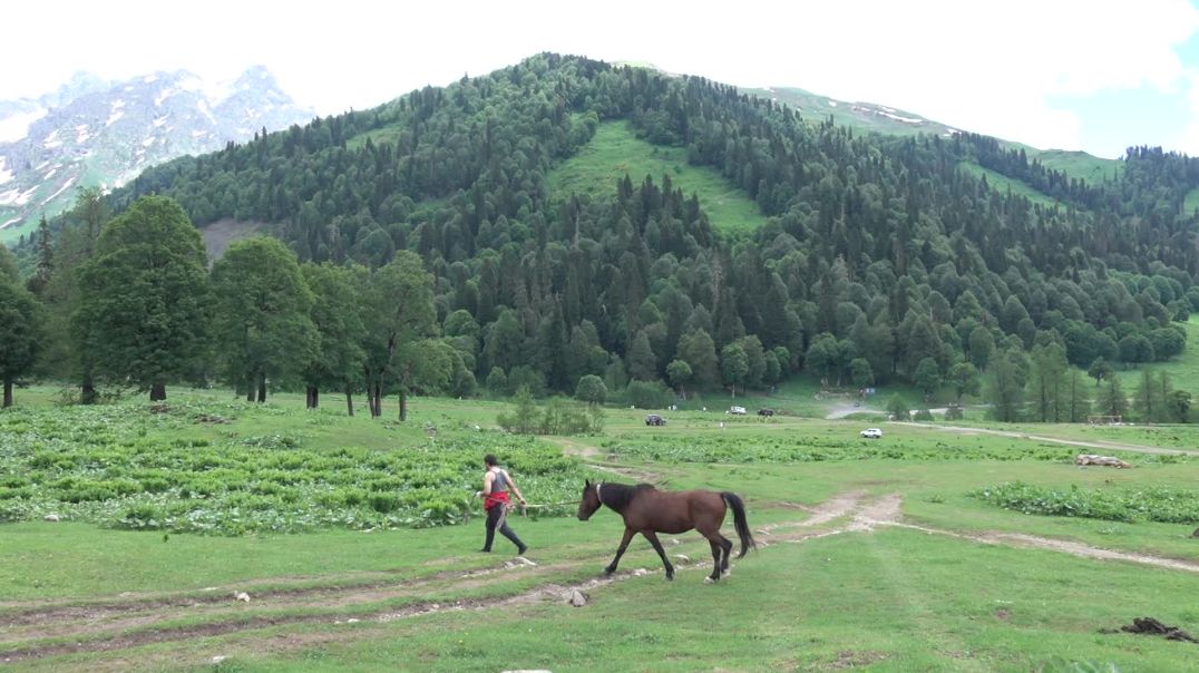 Тест. Альпийские луга Абхазия